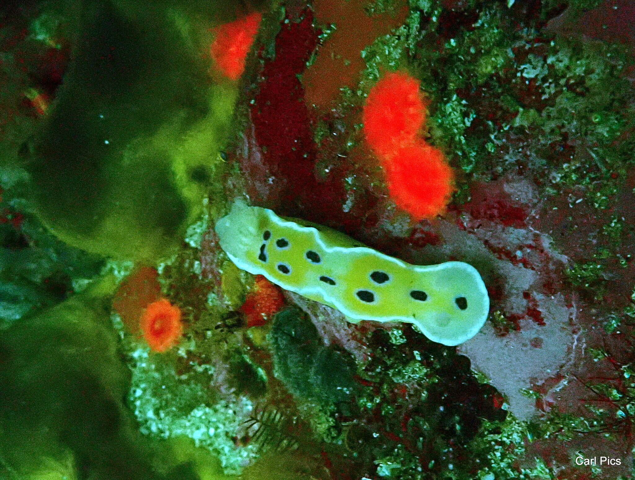 Image of Ceratosoma ingozi Gosliner 1996