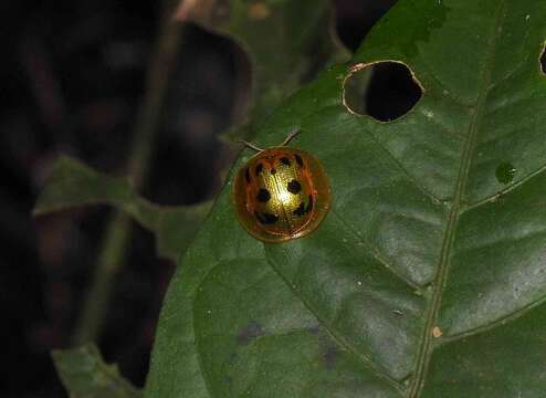 Image of Coptocycla (Coptocycla) undecimpunctata (Fabricius 1781)