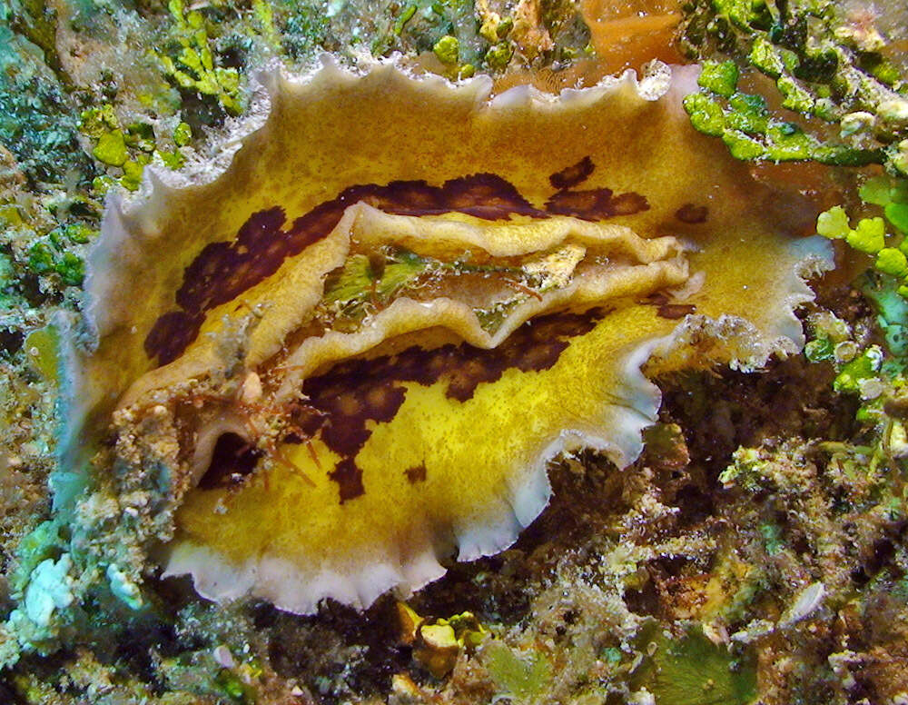 Hoplodoris desmoparypha Bergh 1880 resmi