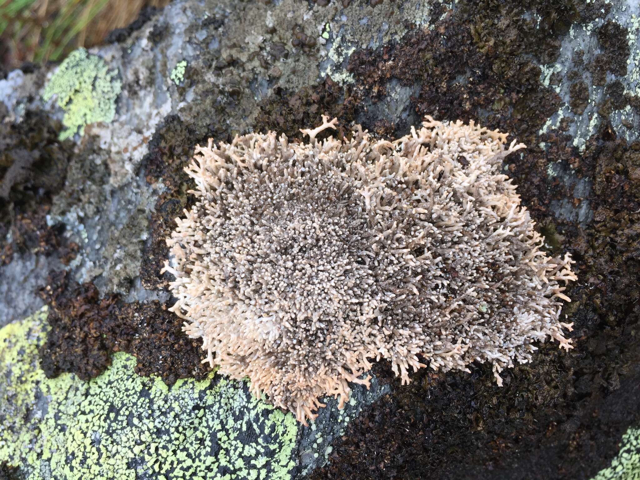 Image of fragile ball lichen