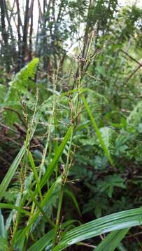 Scleria sieberi Nees resmi