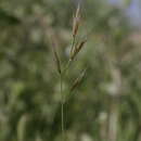 Imagem de Vulpiella stipoides (L.) Maire