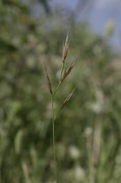 Image of Vulpiella stipoides (L.) Maire