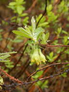 Imagem de Lonicera caerulea L.