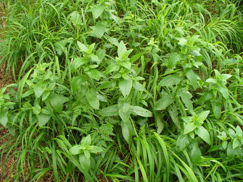 Image of Nepeta nuda L.