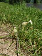 Imagem de Silene latifolia subsp. latifolia