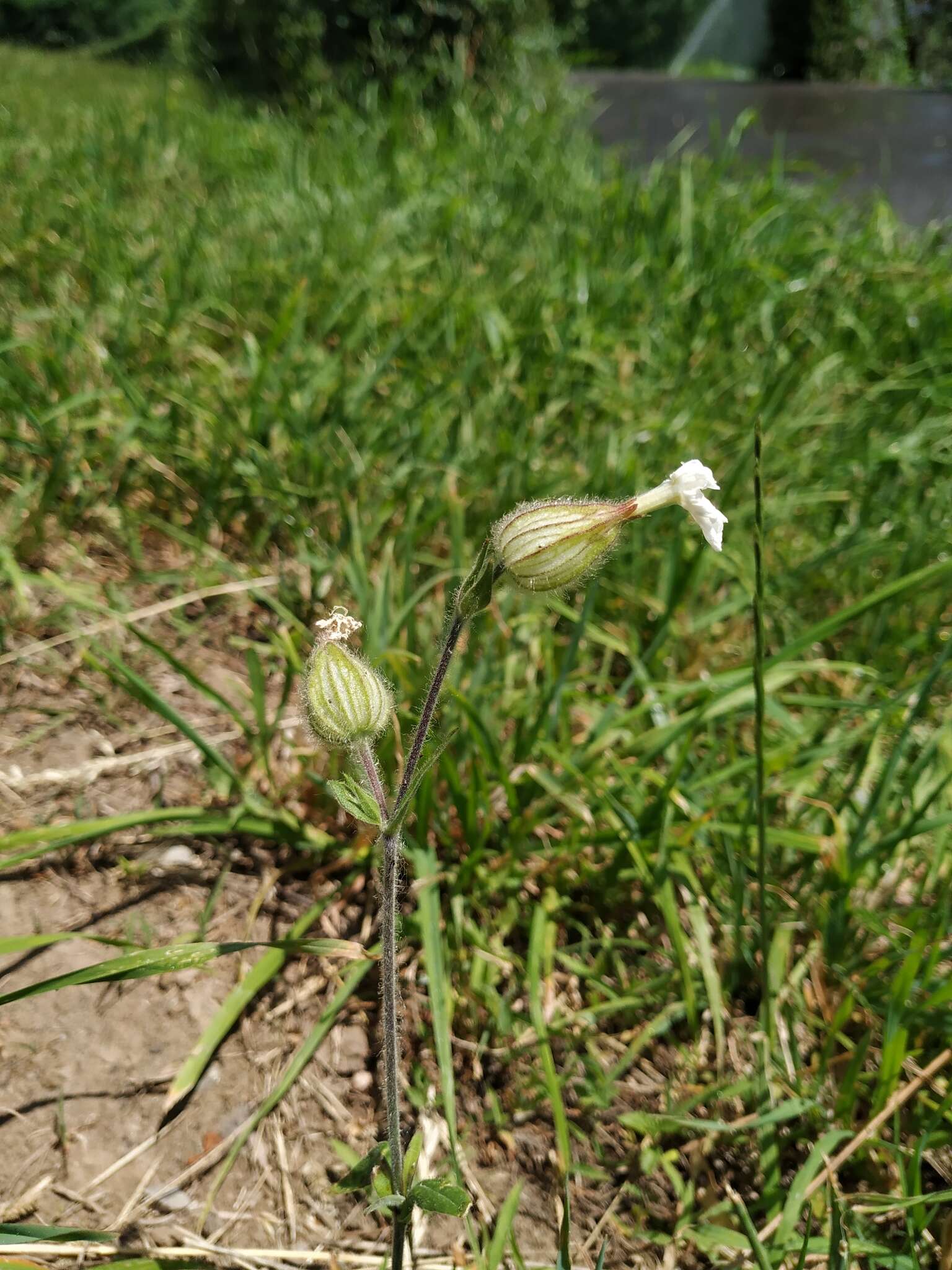 Imagem de Silene latifolia subsp. latifolia