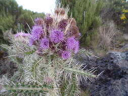 Слика од Carduus keniensis R. E. Fr.