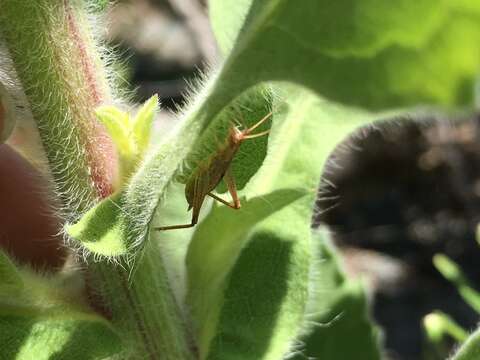 Imagem de Oecanthus californicus Saussure 1874