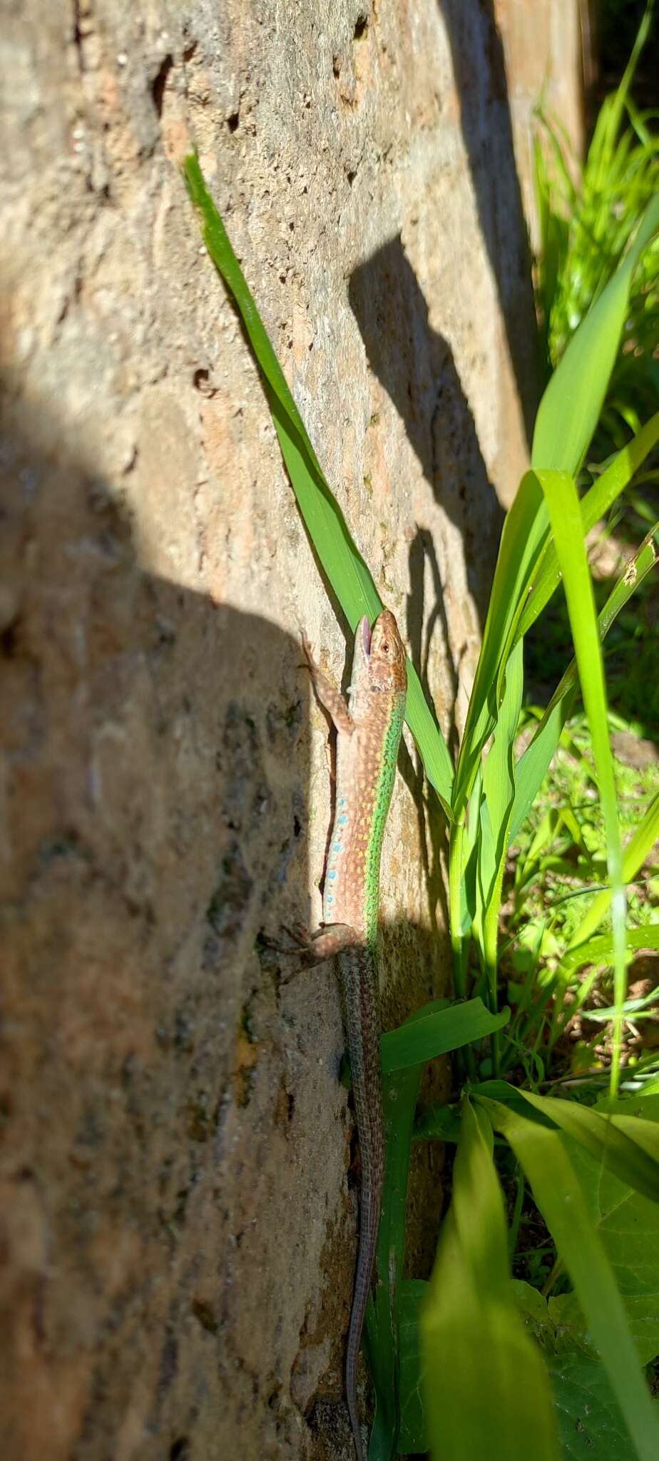 Image of Ibiza Wall Lizard