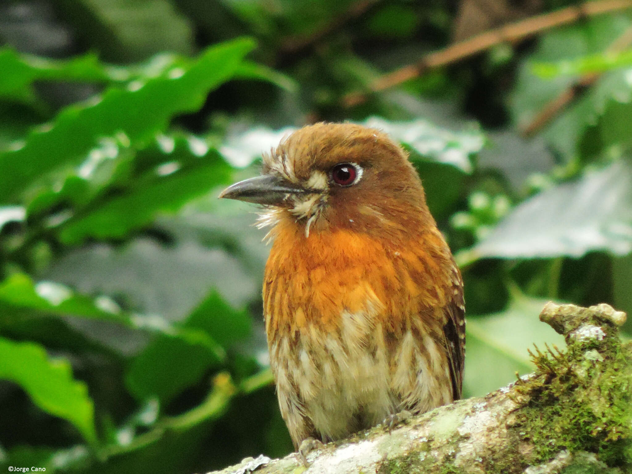 Image of Moustached Puffbird