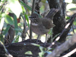 Image of Turdus assimilis lygrus Oberholser 1921