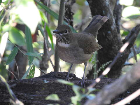 Sivun Turdus assimilis lygrus Oberholser 1921 kuva