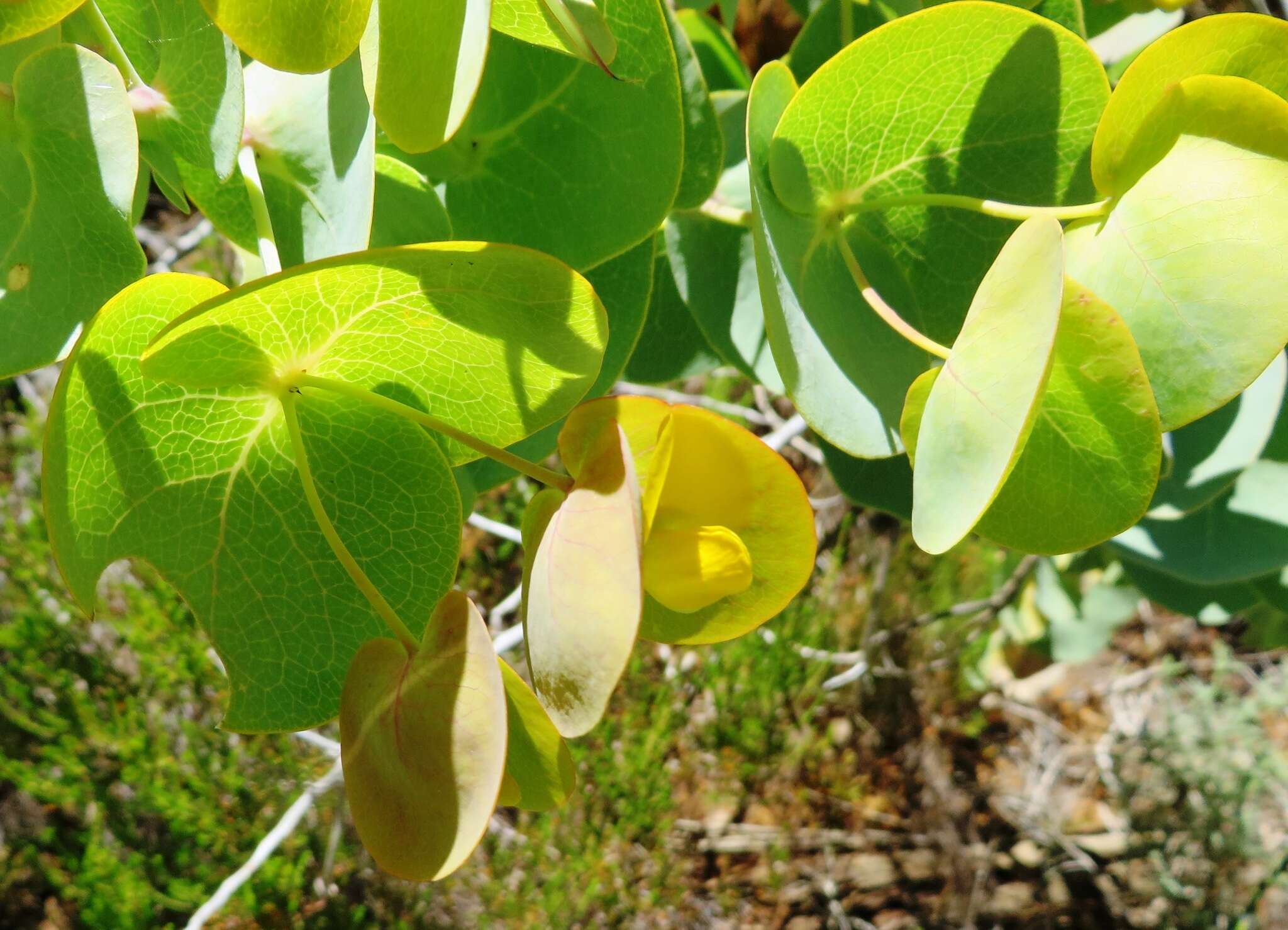 Image of Ink Pea