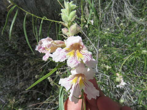 Image of desert willow