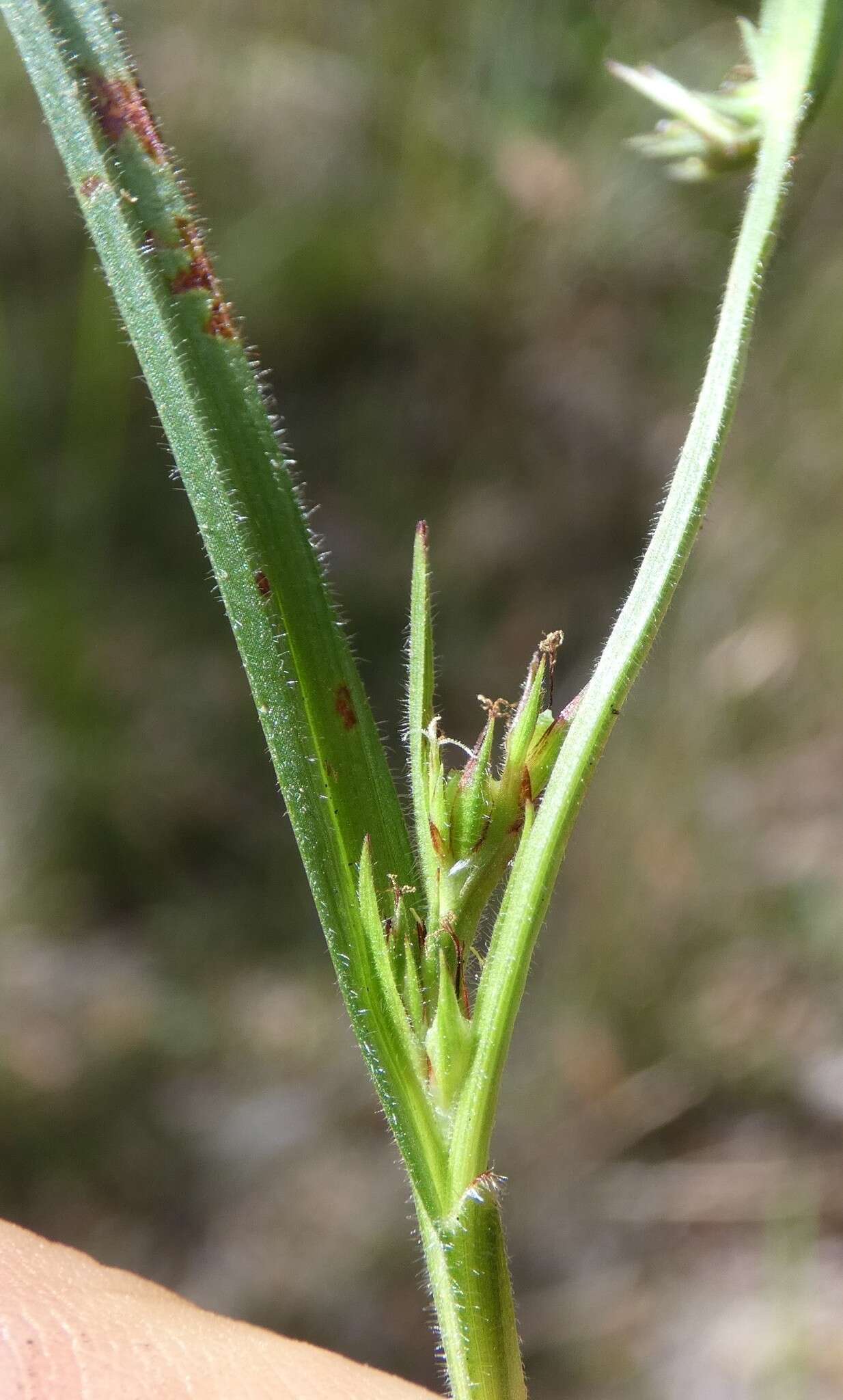 Scleria rugosa R. Br.的圖片