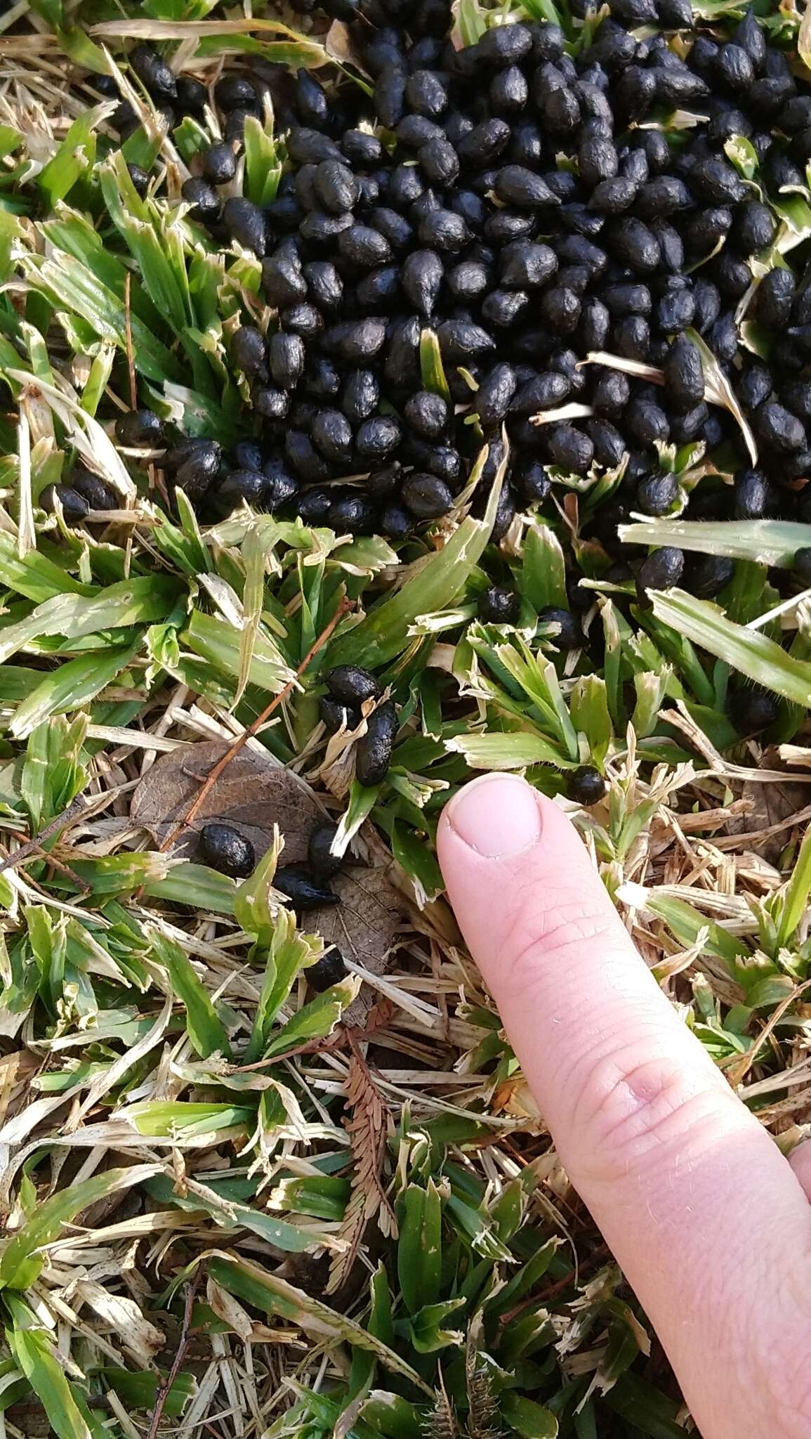 Image of Abundant Duiker