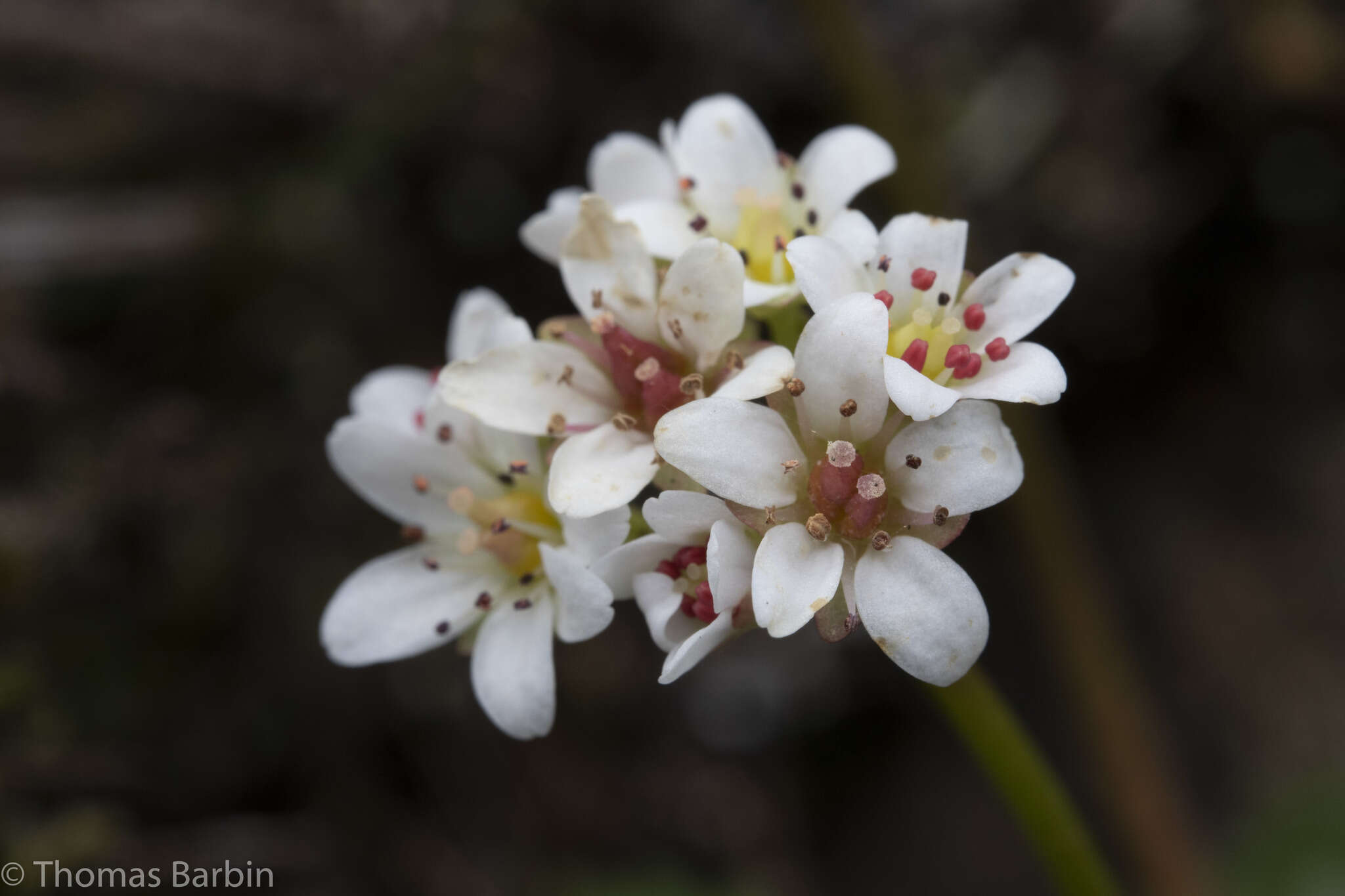 Plancia ëd Micranthes rufidula Small