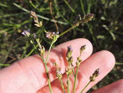 Image of Brazilian vervain