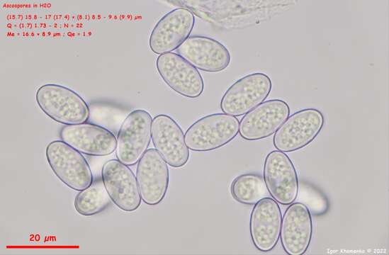 Imagem de Pseudoboubovia benkertii (B. Perić) U. Lindem., M. Vega, B. Perić & Tena 2015