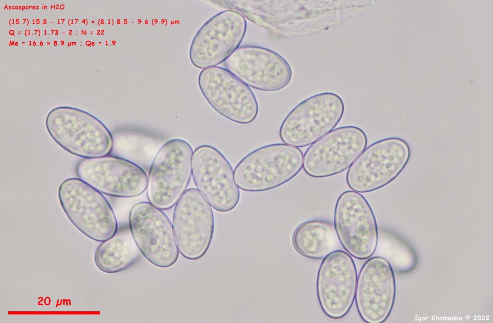 Image of Pseudoboubovia benkertii (B. Perić) U. Lindem., M. Vega, B. Perić & Tena 2015