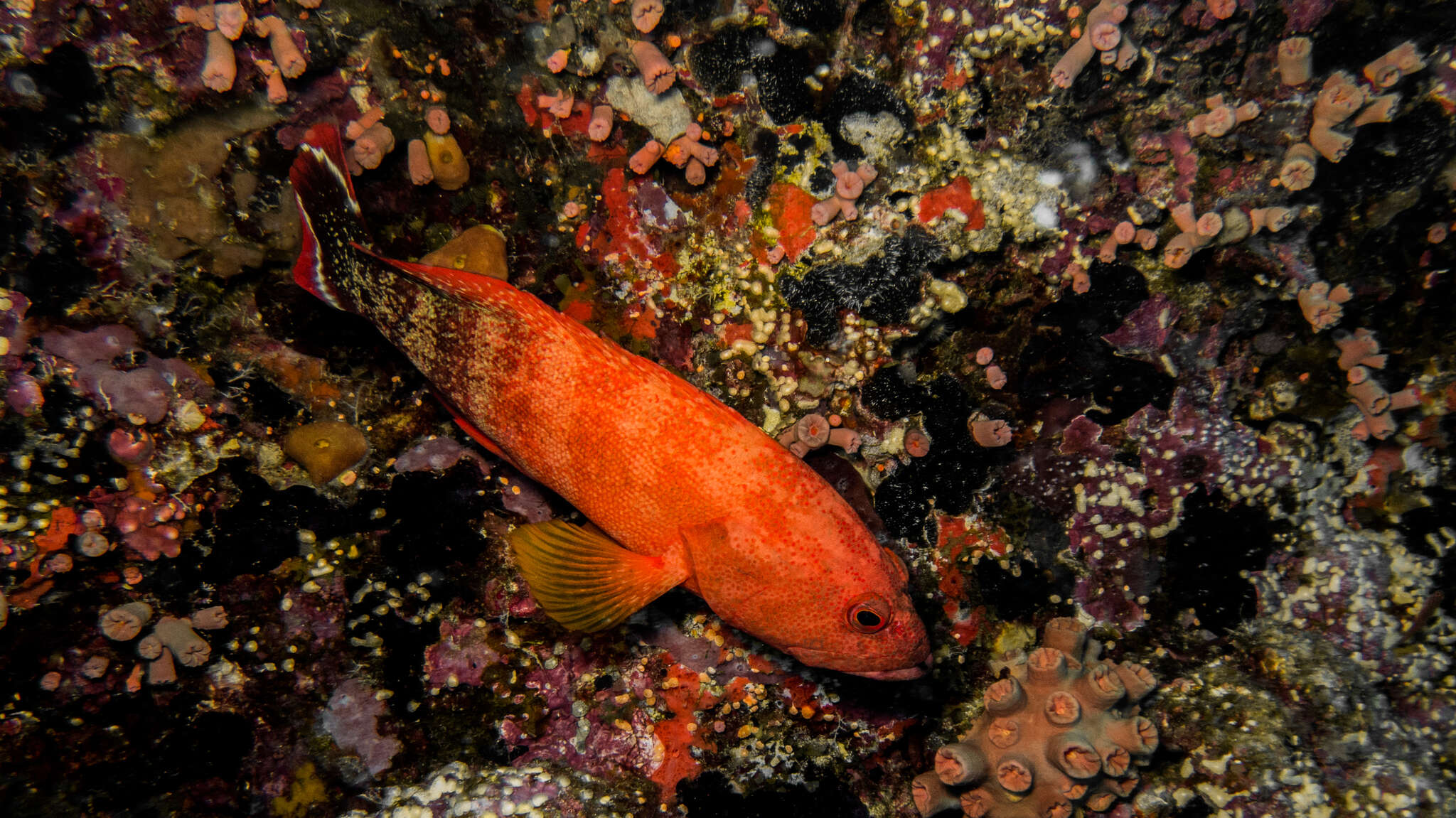 Cephalopholis urodeta (Forster 1801) resmi