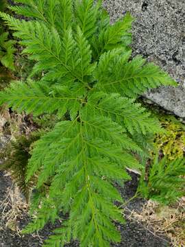 Image of Lacy hare’s-foot fern