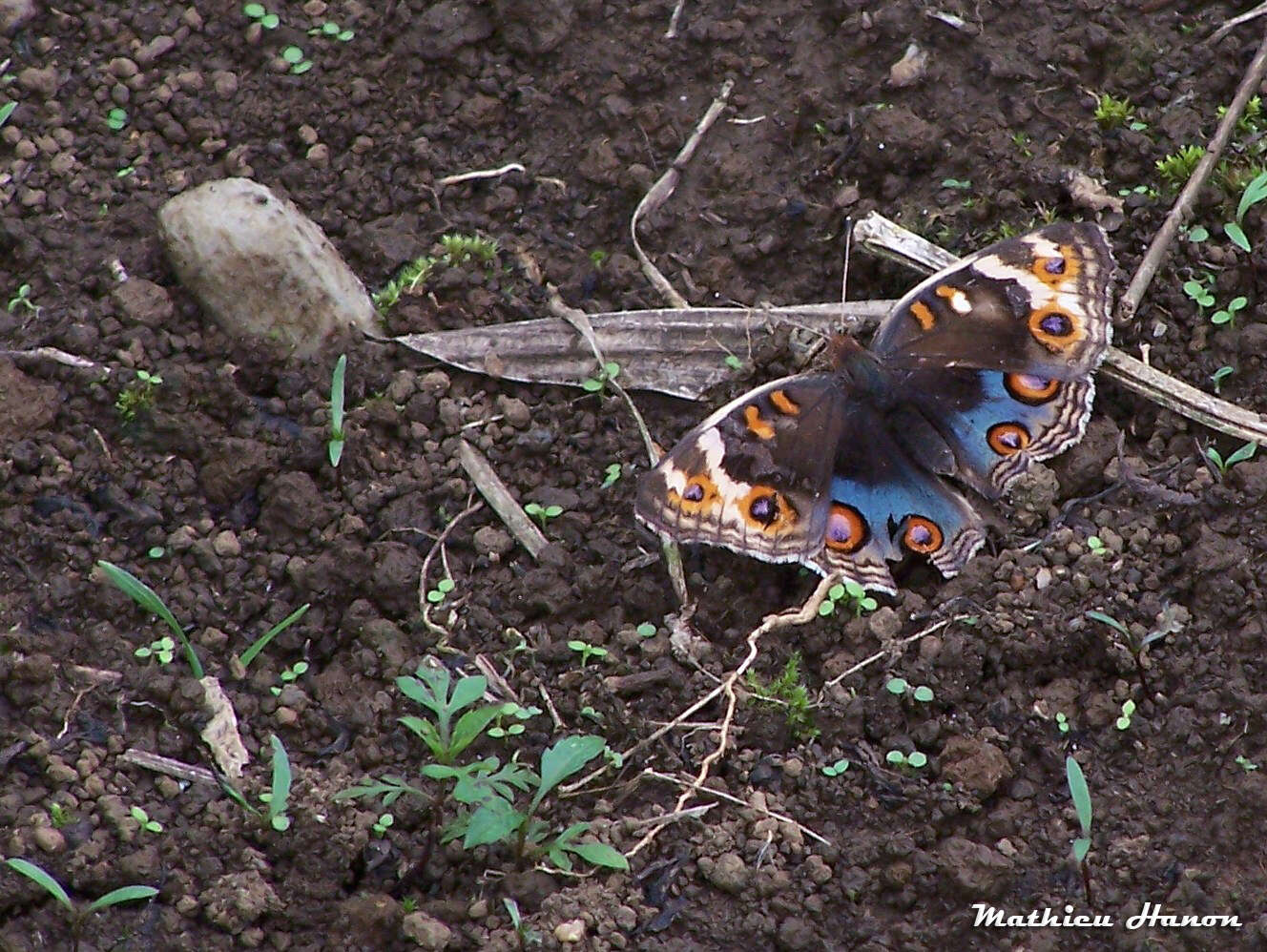 Image of Junonia orithya ocyale Hübner (1816)