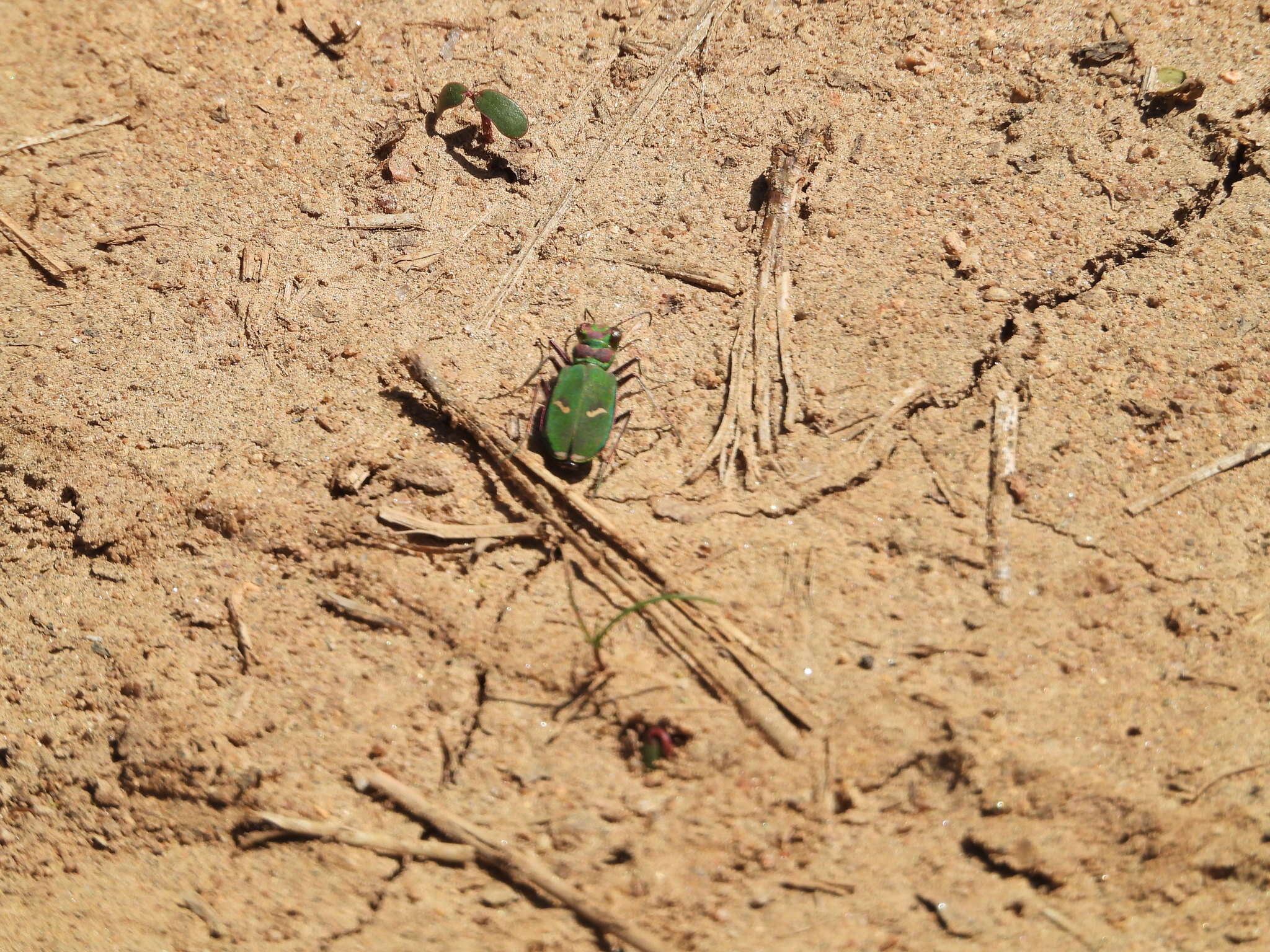 Image of Cicindela (Cicindela) purpurea hatchi Leffler 1980