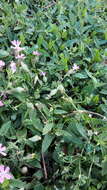 Image of nodding catchfly