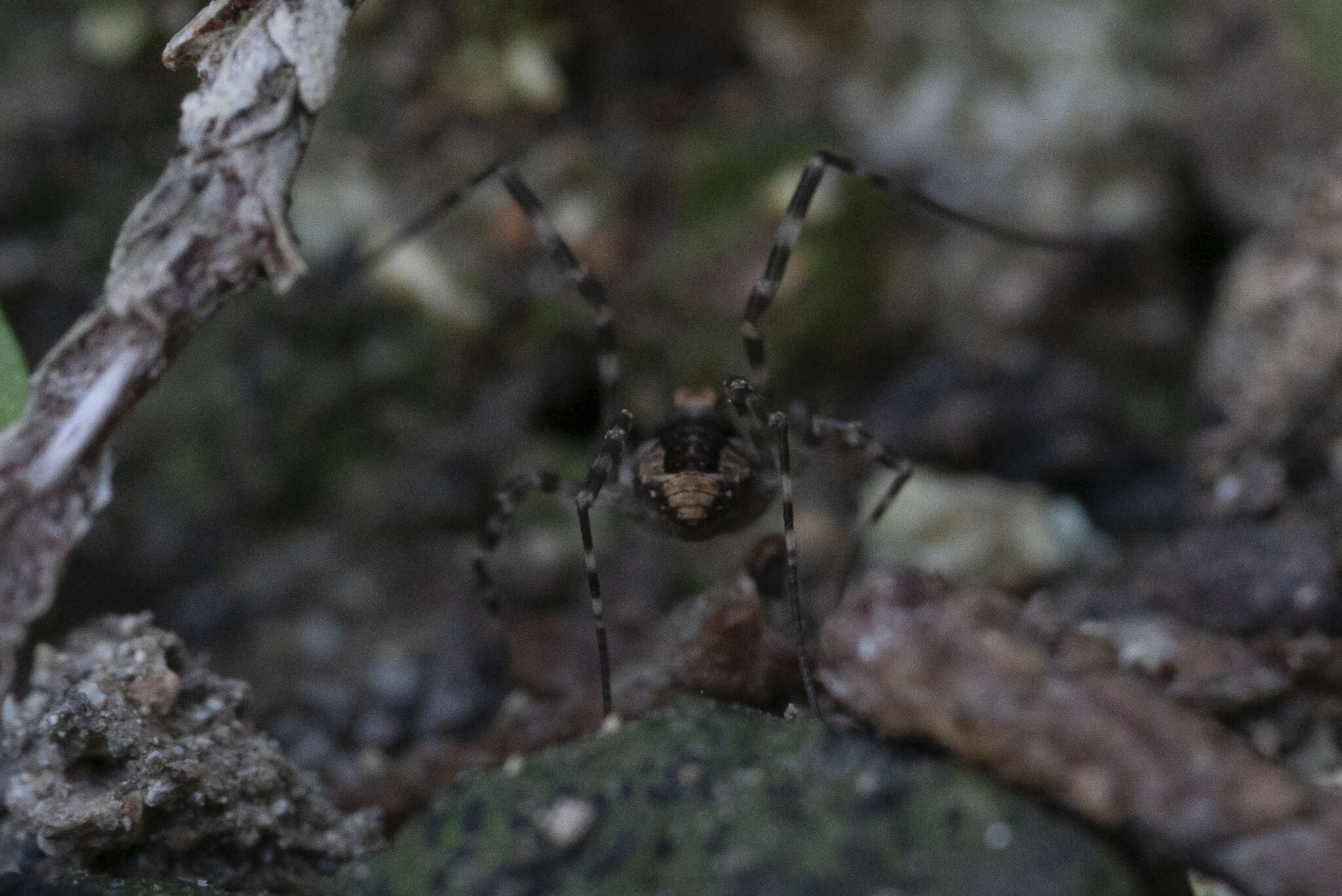 Image of <i>Metaplatybunus rhodiensis</i>