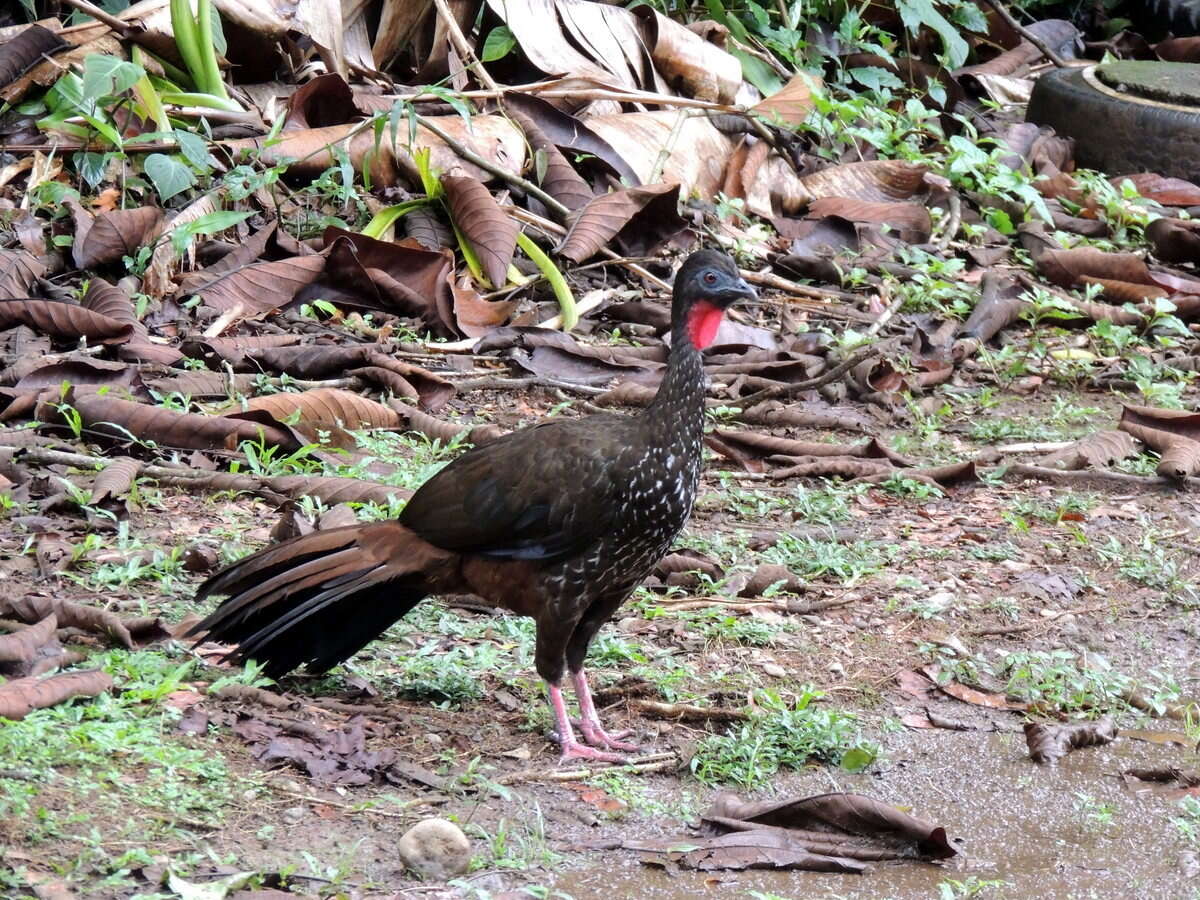 Image of Crested Guan