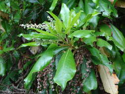 Image of Clethra arborea Aiton