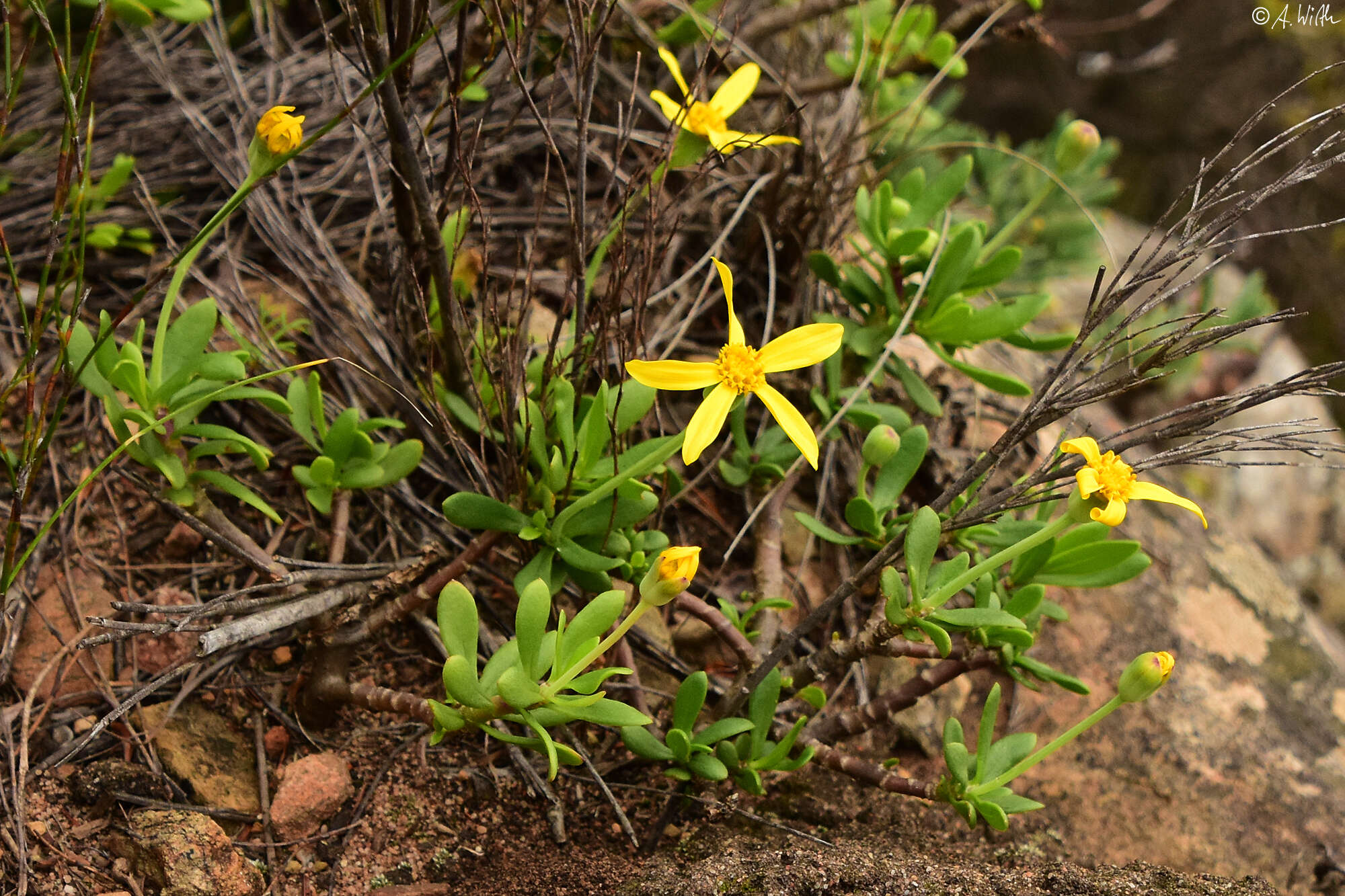 Image de Othonna arborescens L.