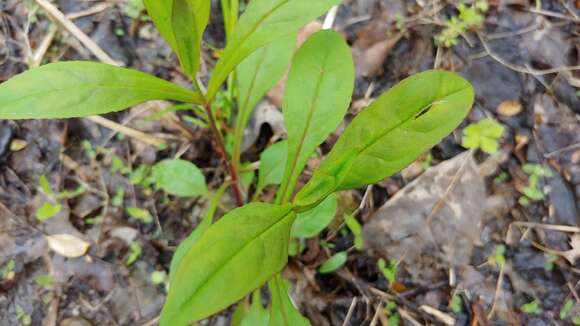 Image of Deam's beardtongue