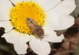 Image of Acmaeoderella discoida (Fabricius 1787)