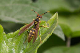 Image of Polistes weyrauchorum Willink 1964