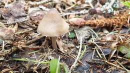 Image of Mycena plumipes (Kalchbr.) P.-A. Moreau 2003