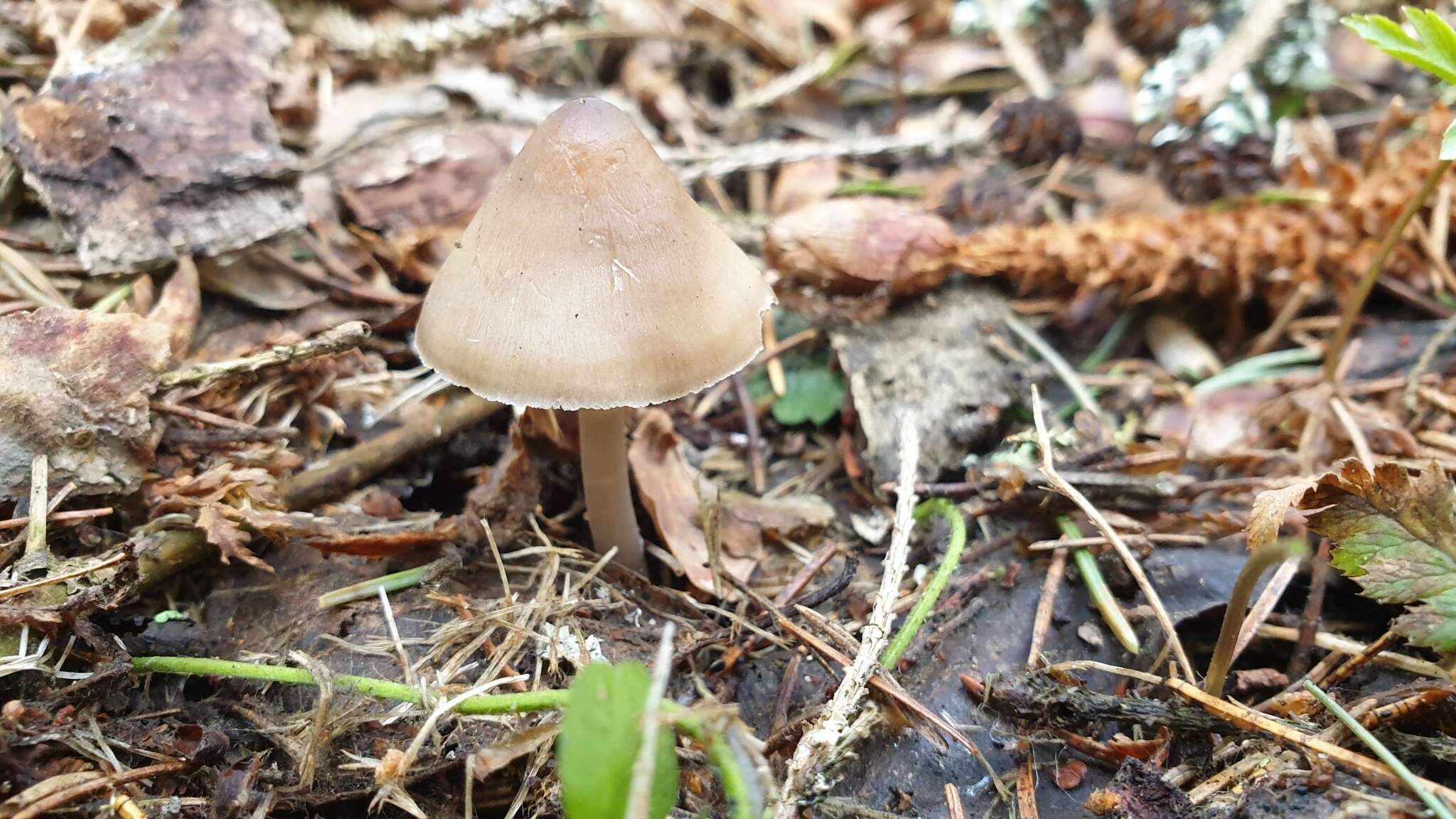 Sivun Mycena plumipes (Kalchbr.) P.-A. Moreau 2003 kuva