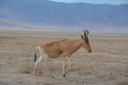 Imagem de Alcelaphus buselaphus cokii Günther 1884