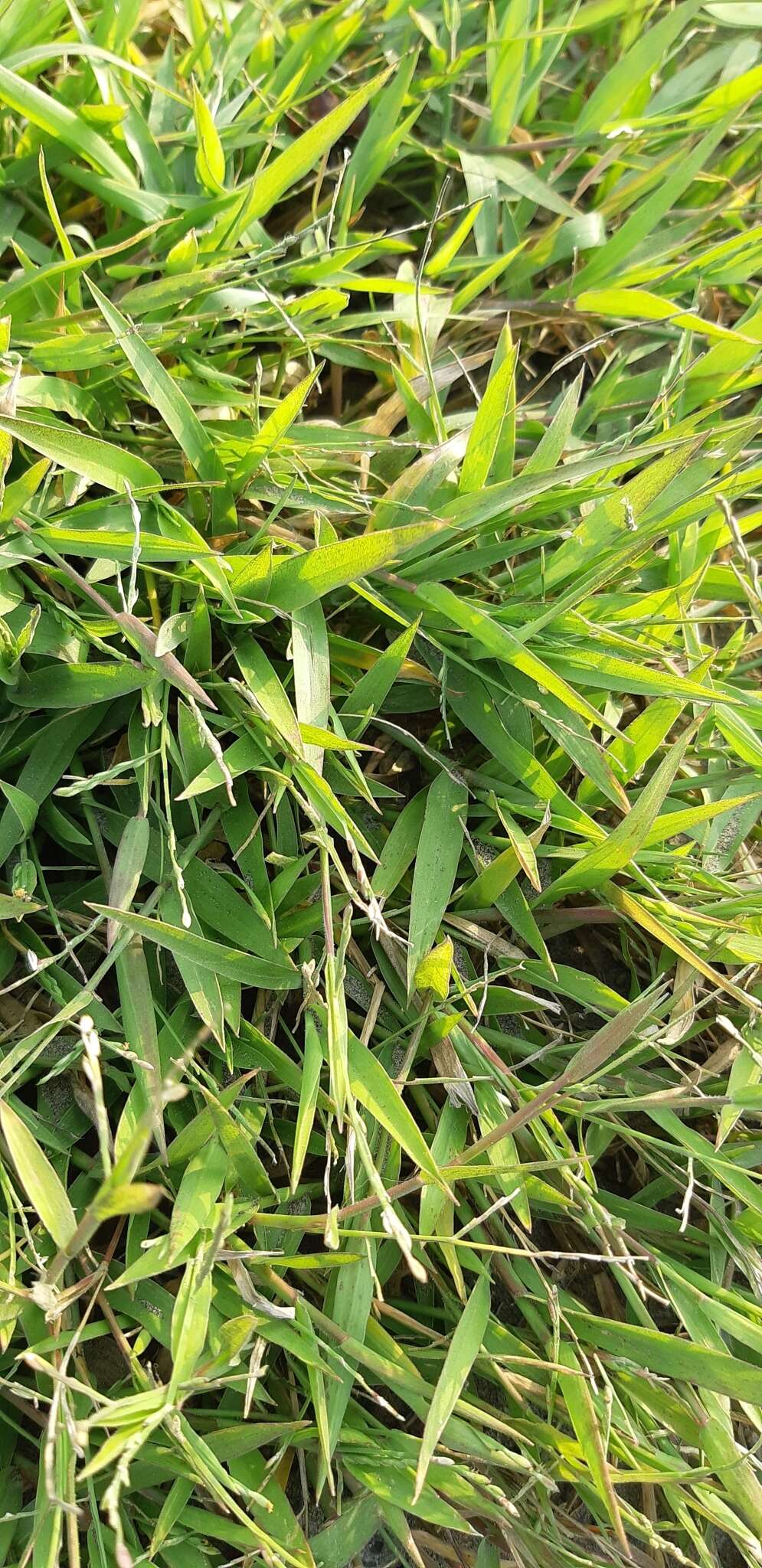 Image of Tropical Liverseed Grass