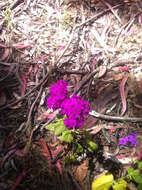 Image of common ragwort