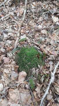 Image of many-fruited thyme-moss