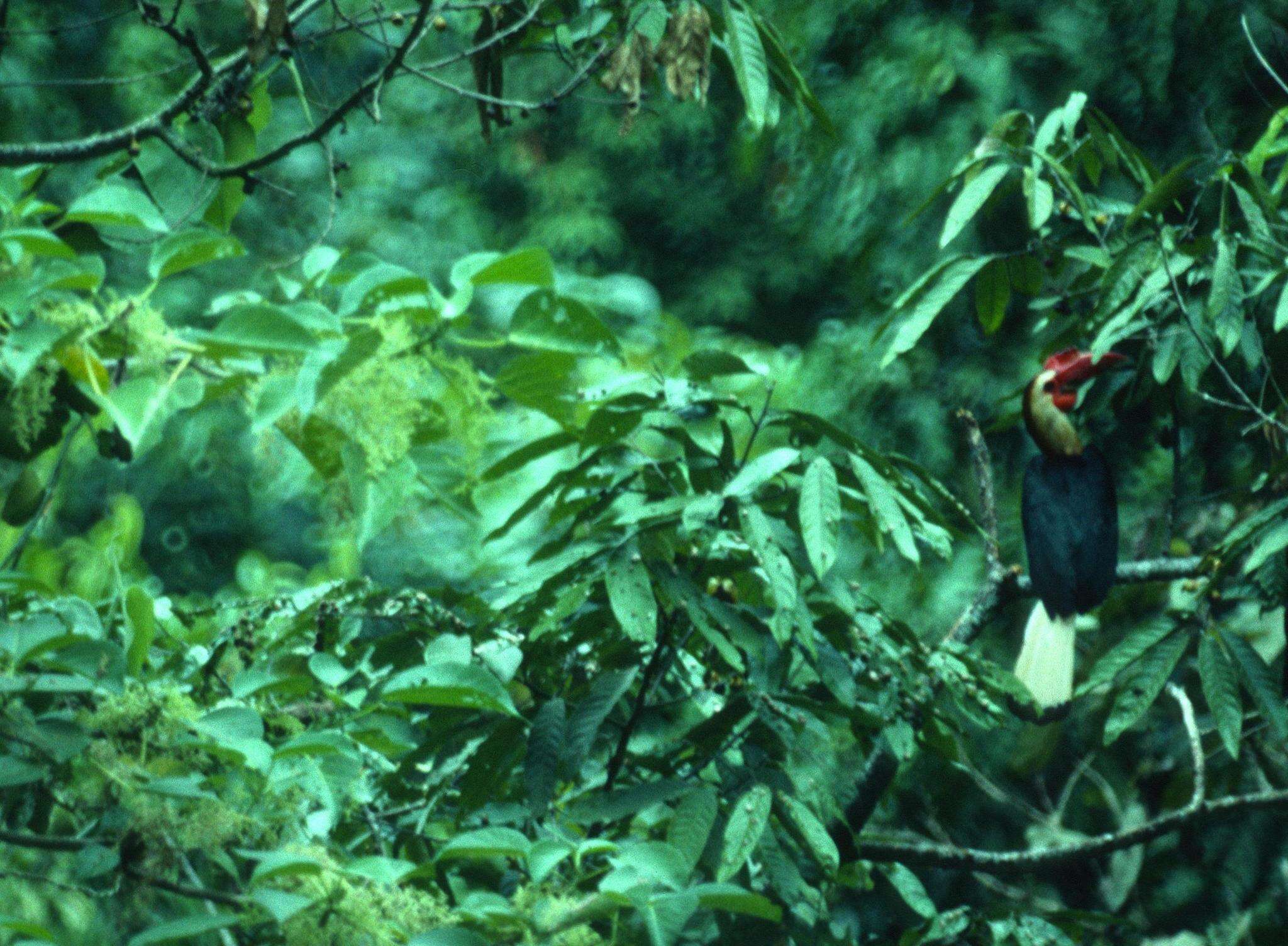 Image of Writhed Hornbill