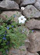 صورة Petunia axillaris (Lam.) Britton