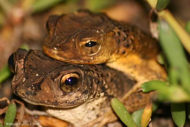 Image of Puerto Rican crested toad