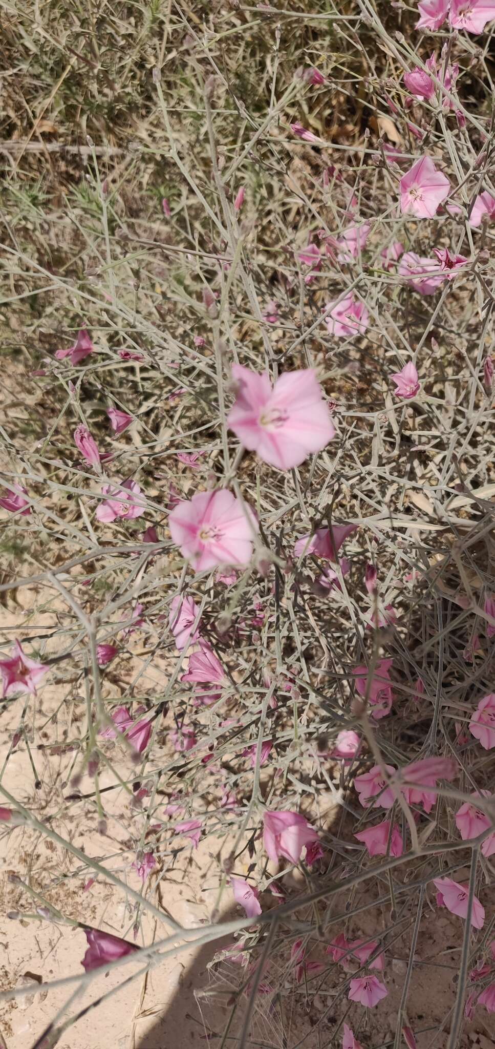 Image de Convolvulus dorycnium L.