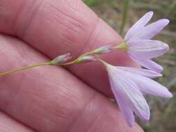 Image of Ixia flexuosa L.