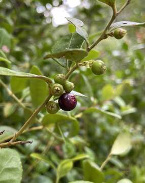 Vaccinium crassifolium subsp. sempervirens (Rayner & Henderson) W. B. Kirkman & J. R. Ballington resmi