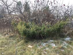 Plancia ëd Juniperus communis var. depressa Pursh